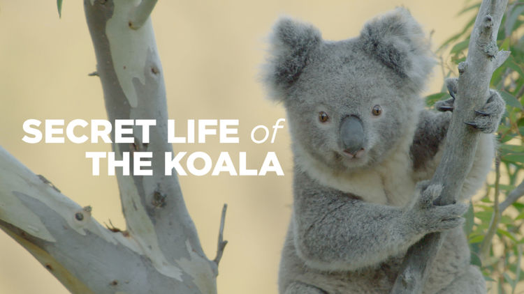 Secret Life of the Koala S1
