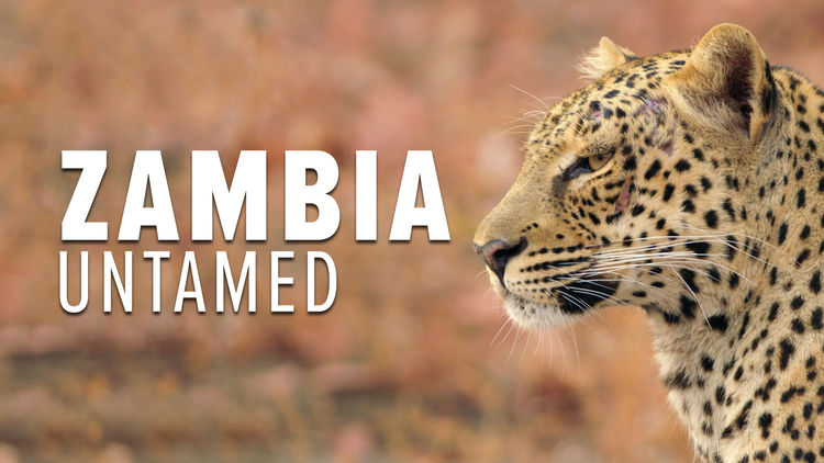 Zambia Untamed S1
