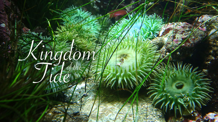 Kingdom of the Tide
