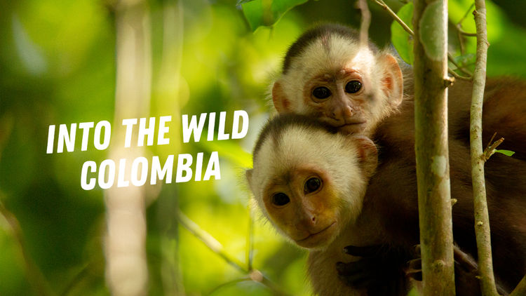 Into the Wild Colombia S1