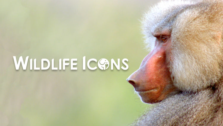 Wildlife Icons S2