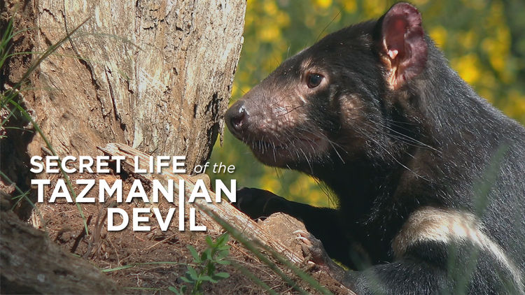 Secret Life of the Tasmanian Devil S1