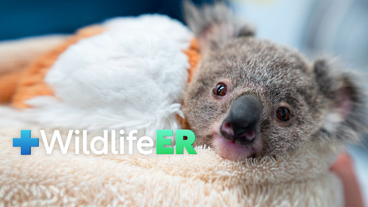 Wildlife ER S2