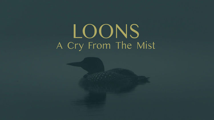 Loons: a Cry From the Mist