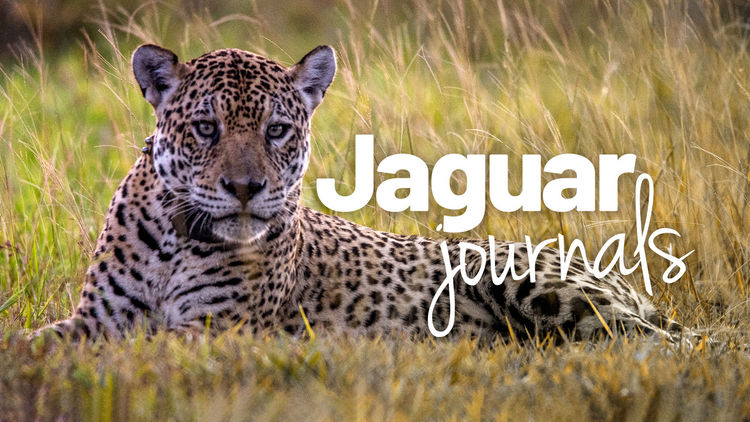 Jaguar Journals S1