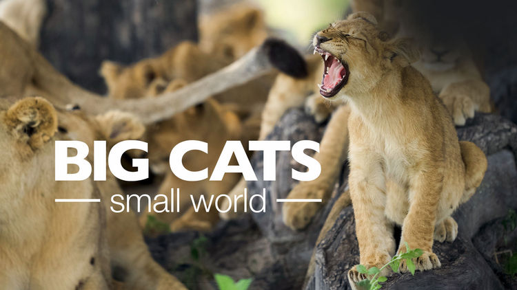 Big Cats, Small World S1