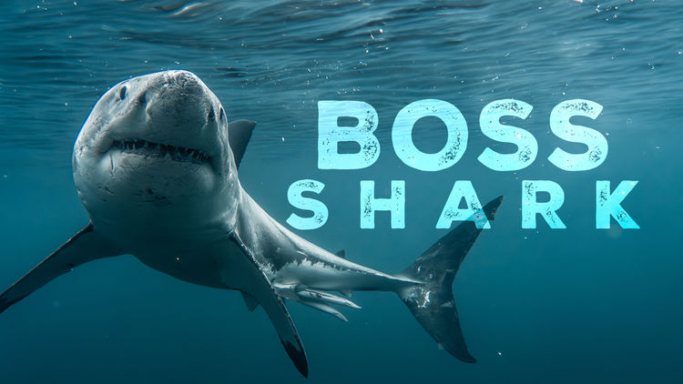 Boss Shark