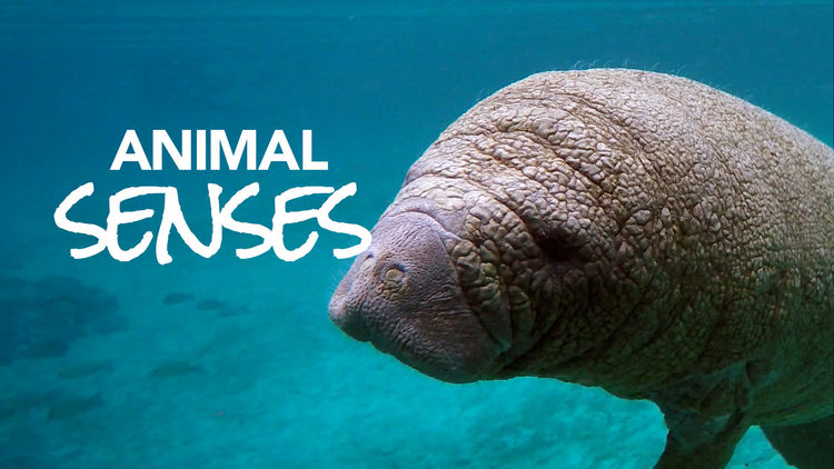 Animal Senses S1