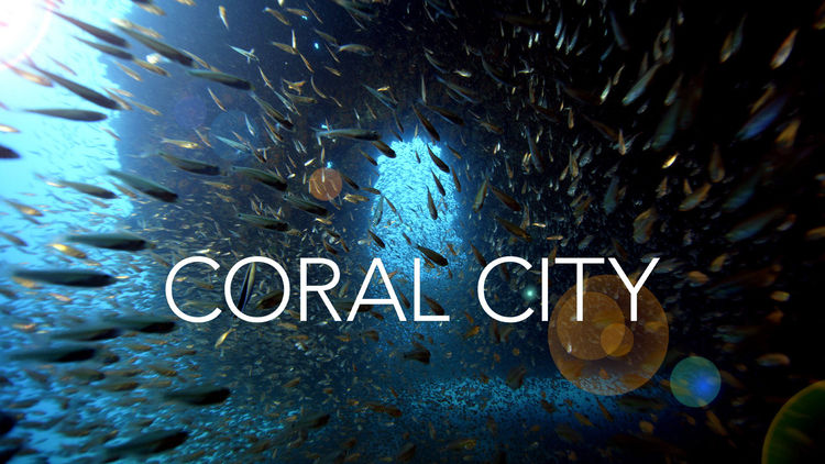 Coral City S1