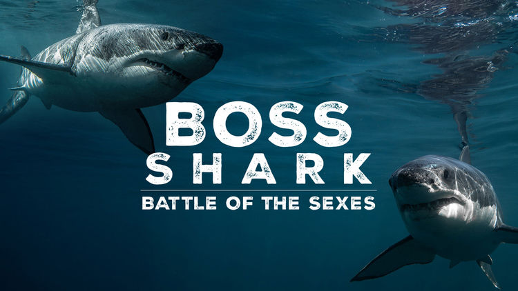 Boss Shark: Battle of the Sexes