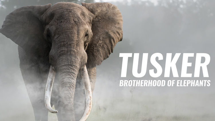 Tusker: Brotherhood of Elephants