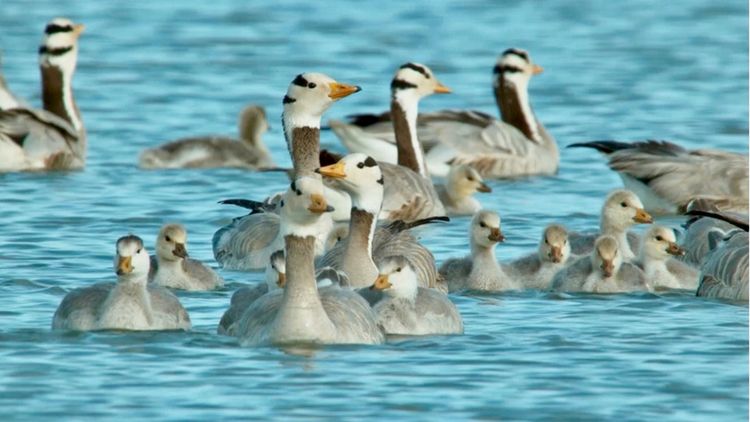 Return of the Bar-Headed Geese