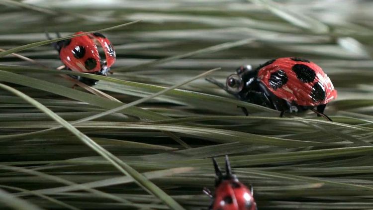 Craftsmanship and Ingenuity