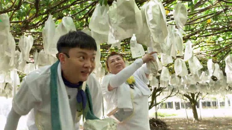 Champ Of Taiwan Farming