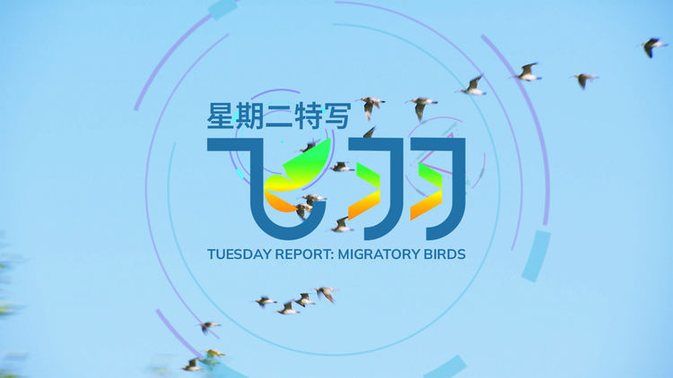 Tuesday Report: Migratory Birds